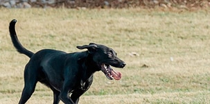 Photo of a dog