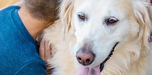 Photo of a dog
