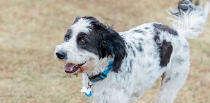 Photo of a dog