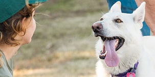 Photo of a dog